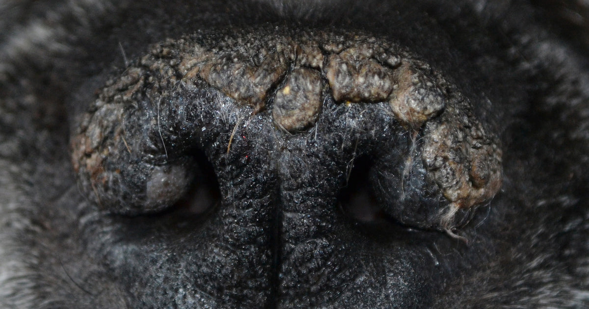 Crusty Dog Nose, Healed Naturally!\ Natural Dog Company