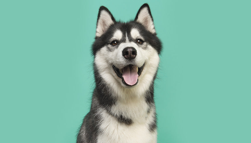 Why Is My Dog Shedding So Much? 5 Tips to Manage the Extra Fur