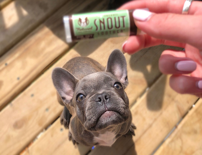 4 Steps to Soothe a Dry Dog Nose