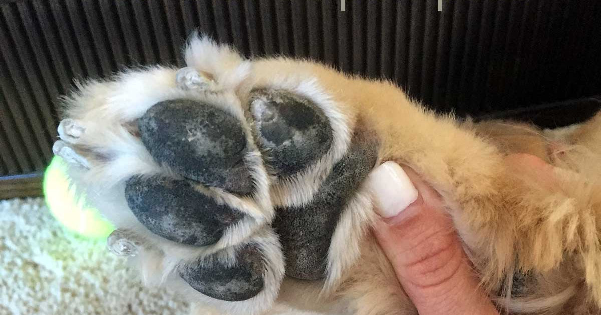 Burned Dog Paws How To Naturally Treat Your Dog's Injured Paws