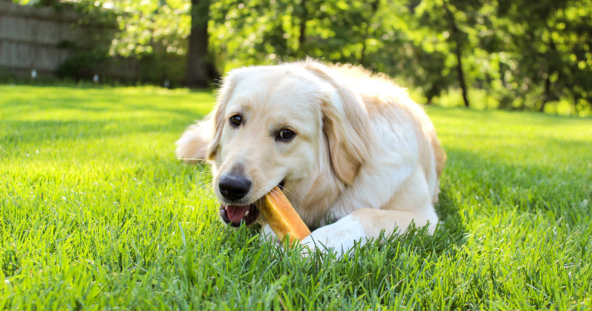 12 Pet Safe Pesticides for Yard & Home Natural Dog Company