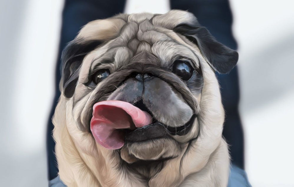Stinky Dog Face Remedy What To Do If Your Dog s Face Stinks Natural stinky-dog-face-remedy-what-to-do-if-your-dog-s-face-stinks-natural