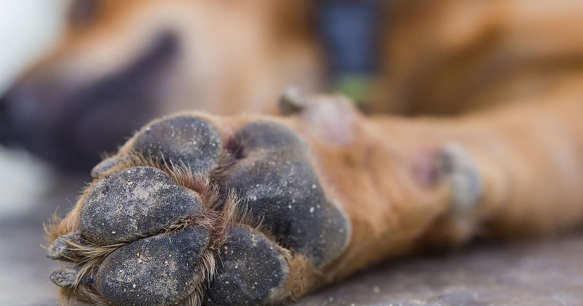 How To Heal Paw Pad Hyperkeratosis Natural Dog Company Paw Soother