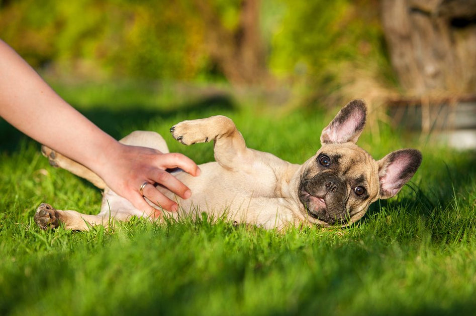 All About French Bulldogs Pups With Personality Natural Dog Company