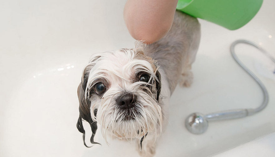 How Often Should I Wash My Dog? – Natural Dog Company