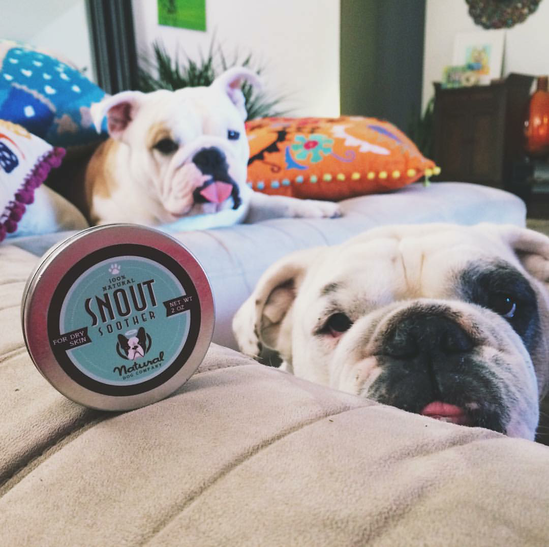 Healing Crust On Dog's Nose | Natural Dog Company