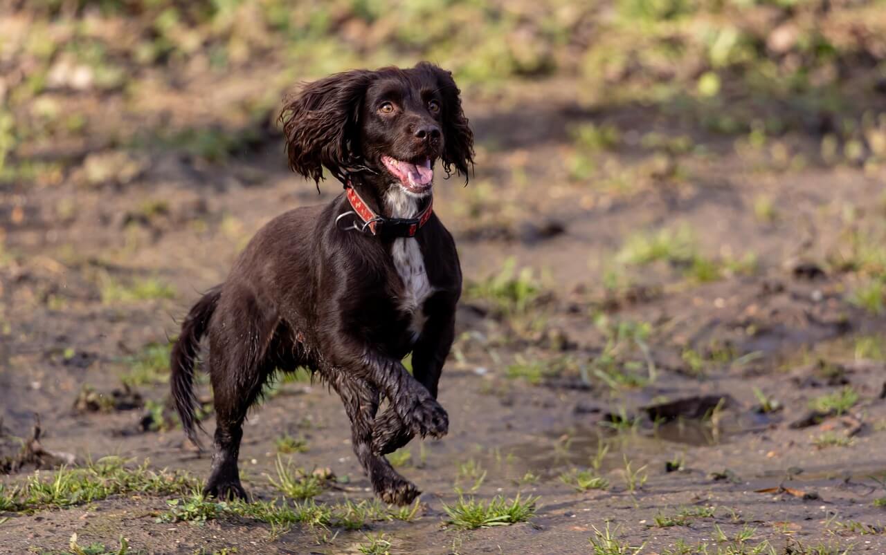 Guide to Cocker Spaniel Skin Issues: Symptoms & Support – Natural Dog ...