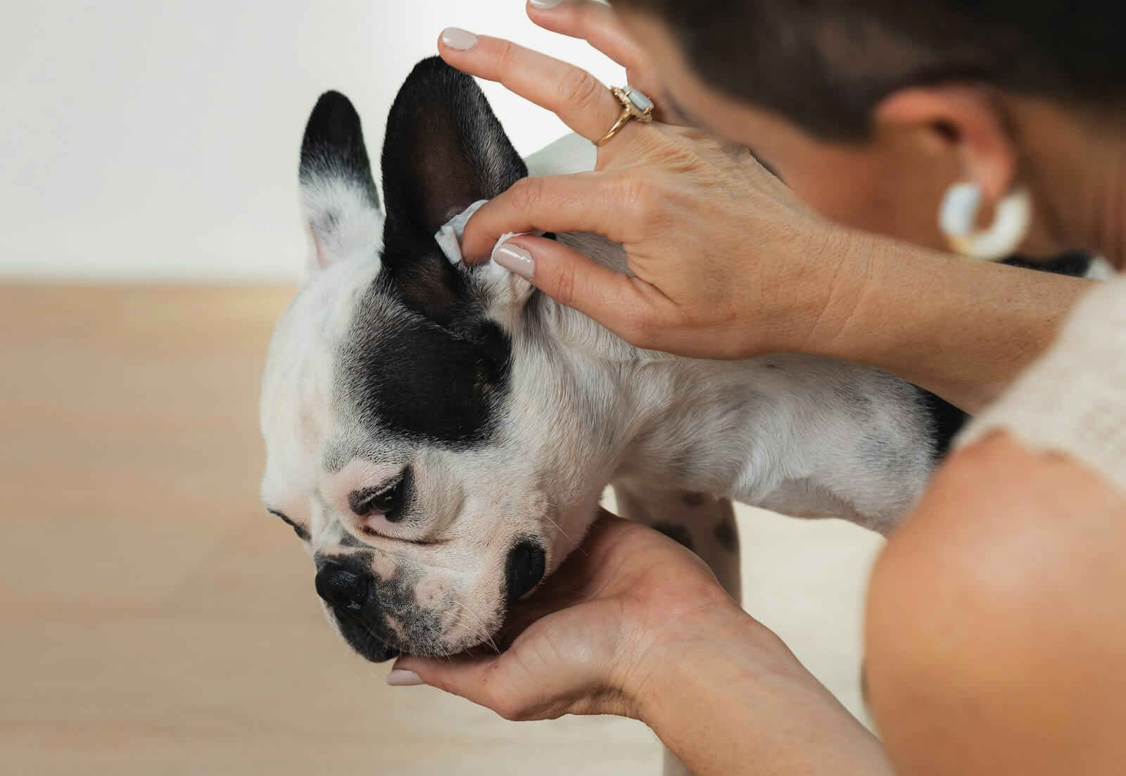 Unlocking Ear Happiness: Natural Dog Company's Guide to Pristine Puppy