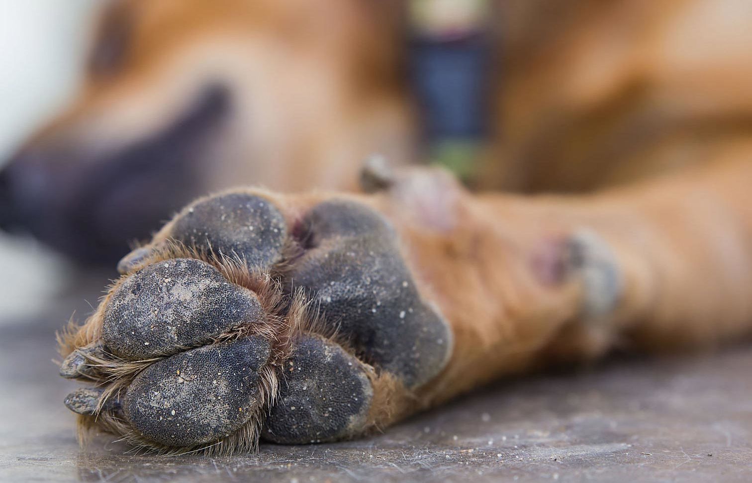 Sticky Paws In Dogs Treated With Benadryl photo