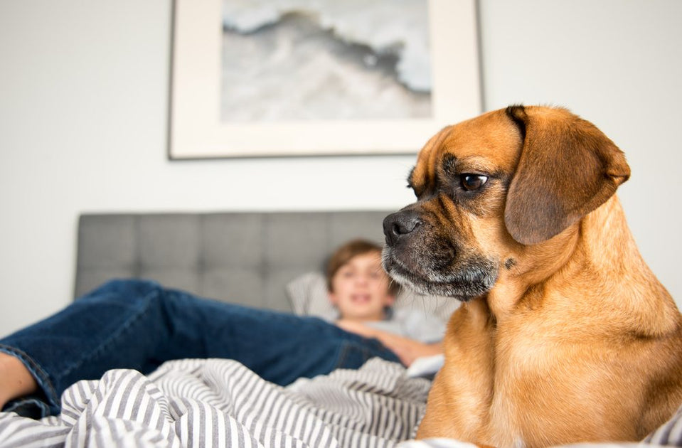 How Dogs Detect Bed Bugs With Their Nose Naturally – Natural Dog Company
