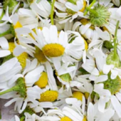 Chamomile