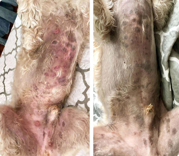 skin rash on a dog's stomach before and after skin soother