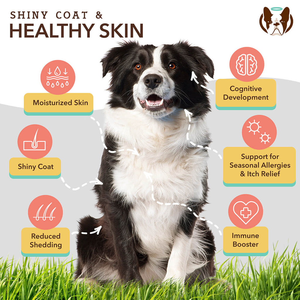 Skin & Coat Supplement