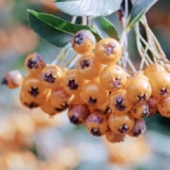 Sea Buckthorn