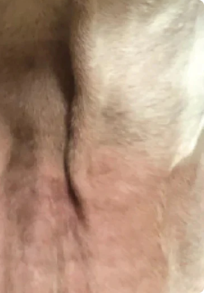 healed dog's skin