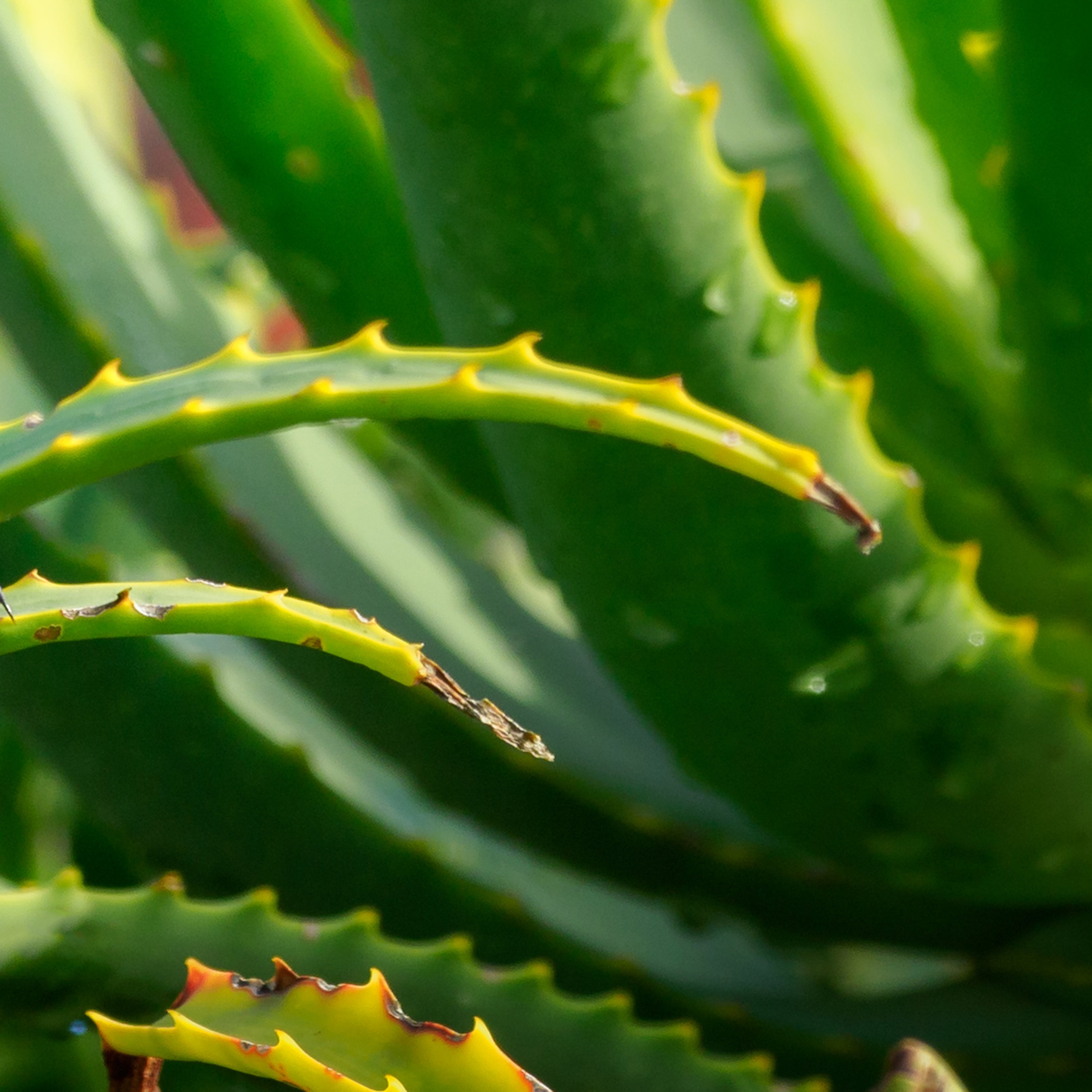 Aloe Vera