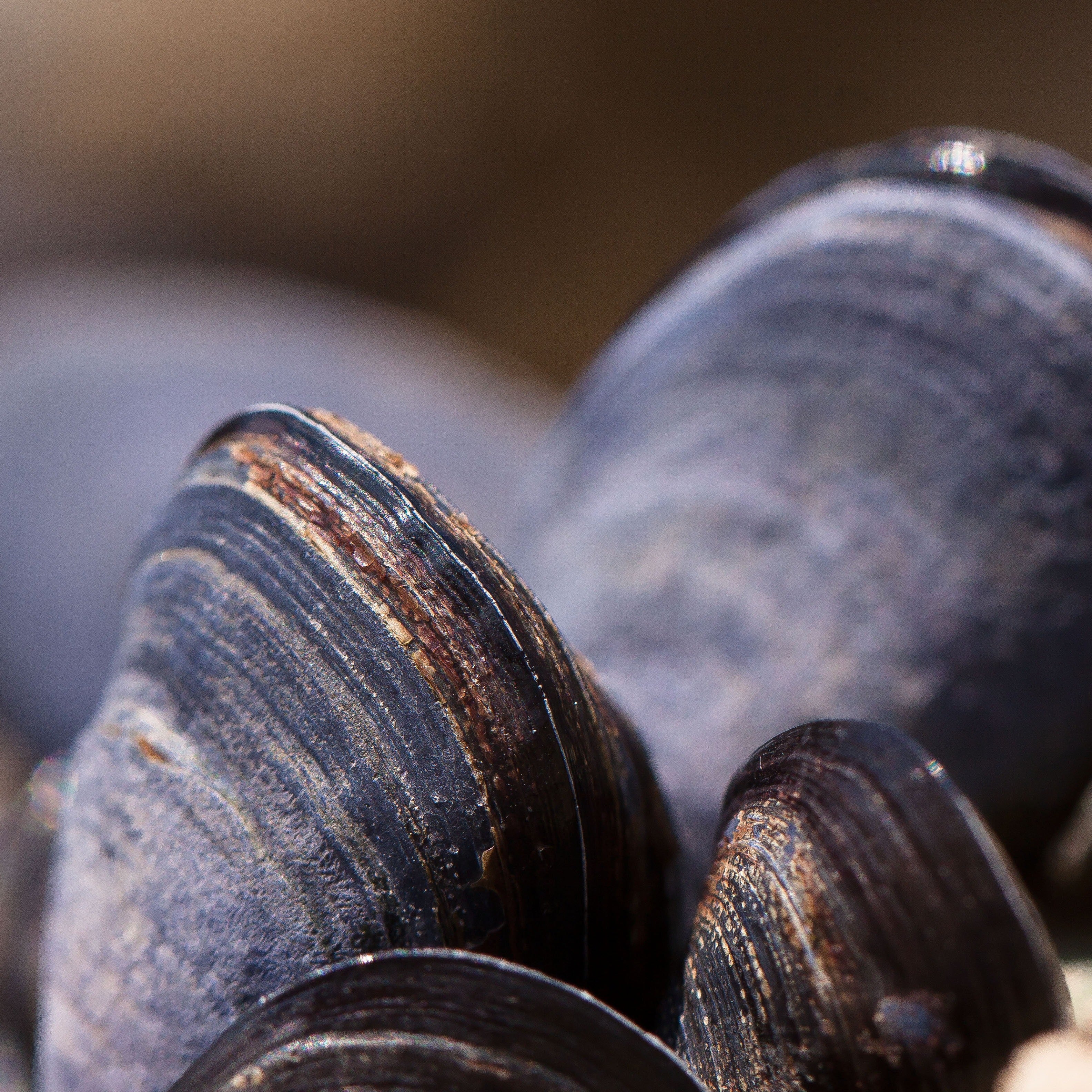 
    Green-Lipped Mussel