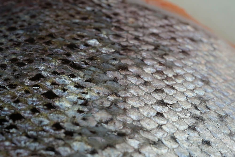 
    
    Astaxanthin