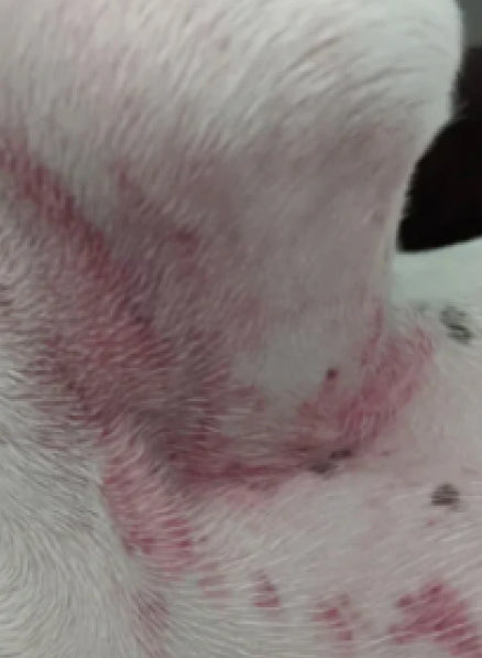 A Pitbull with skin irritation