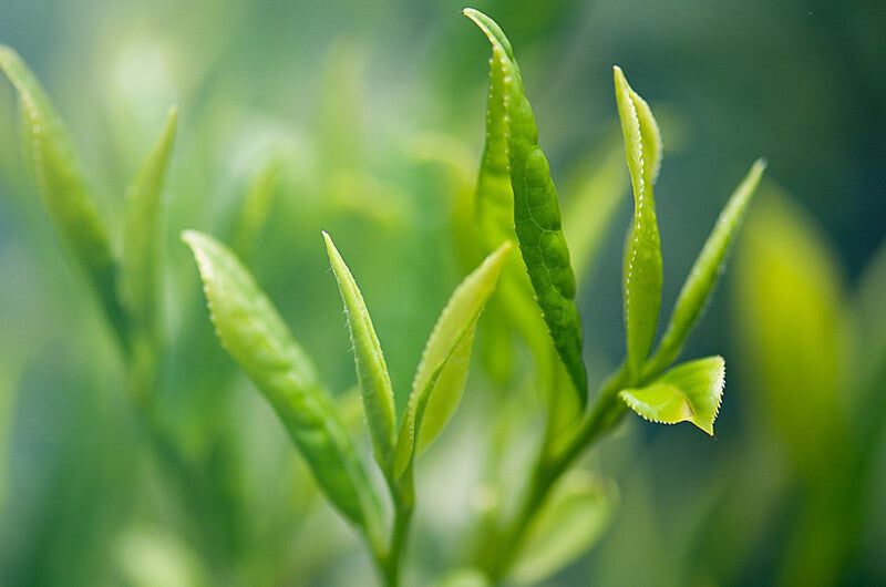 
    Green Tea Extract