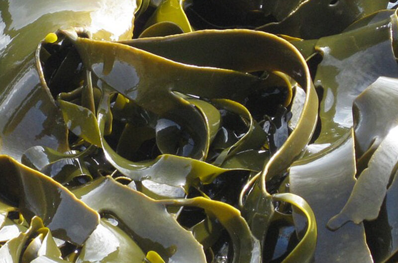 
    Kelp