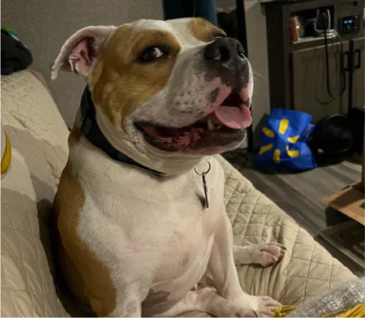 The Pitbull is sitting on the couch in the living room