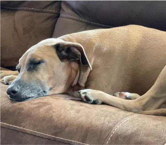 The dog is sleeping on the couch