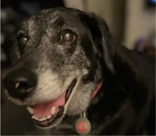 A gray dog with a red collar around its neck